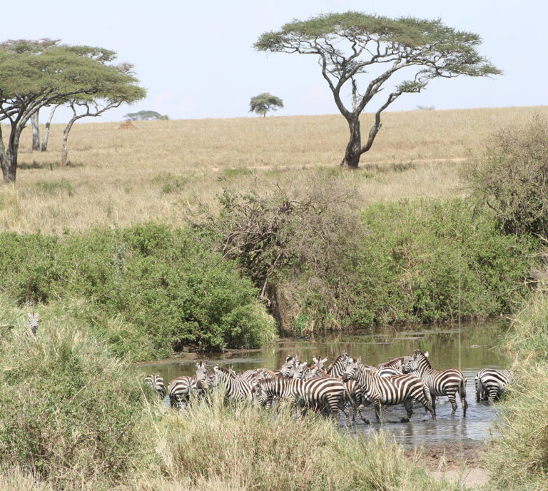 Location & Activities at Moyo Tented Camp: Experience Serengeti’s Magic ...